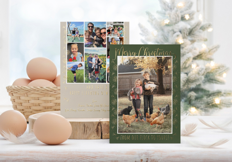 Custom photo holiday cards with a chicken design theme resting on a basket of farm fresh eggs.